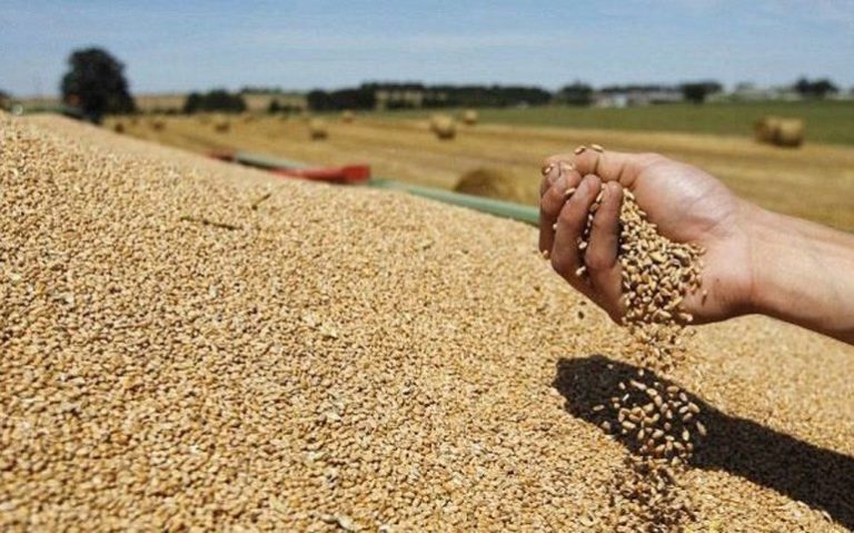 رغم التساقطات..بنك المغرب يتوقع انخفاض إنتاج الحبوب بالمملكة