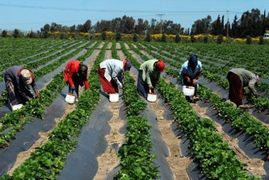 وزارة الفلاحة: التساقطات مرتفعة والزراعات في حالة جيدة