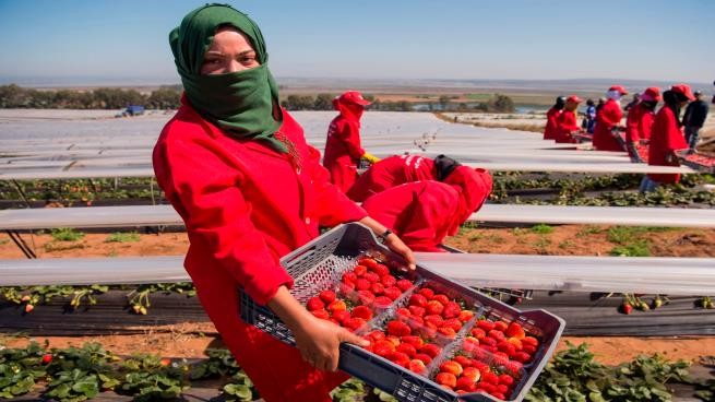 السلطات الإسبانية ترفع عدد العاملات المغربيات في ضيعاتها