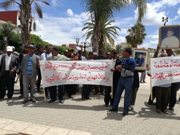 بالفيديو.. منتجو الحليب بسيدي سليمان يحتجون ضد المقاطعة