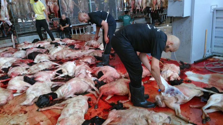 فيديو يفضح الوضعية التي تُنحر فيها ذبائح الحجاج بمكة