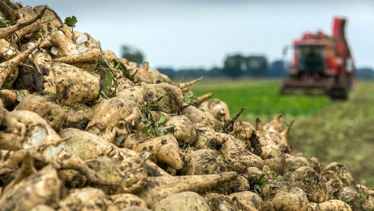إنتاج قياسي وغير مسبوق للزراعات السكرية بالمغرب
