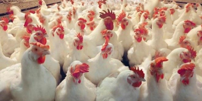 قرار إستيراد دجاج أمريكا يستنفر مربيي الدواجن