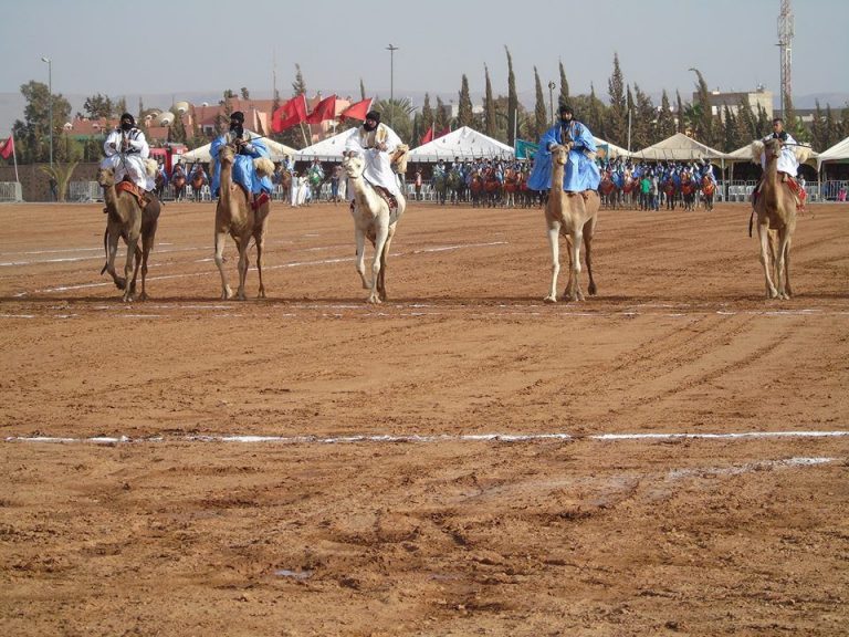 مهرجان الساقية الحمراء لسباق الهجن يشعل السمارة