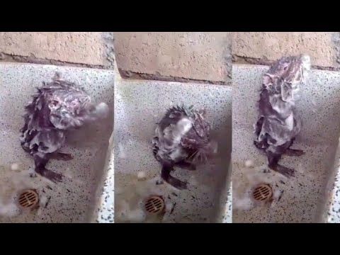 فيديو .. فأر يستحم مستخدما الصابون