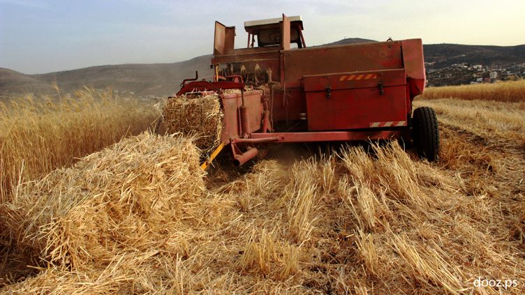 حشرات  سوداء خطيرة تهدد المحاصيل الزراعية