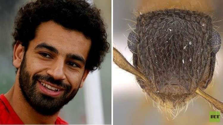 حشرة جديدة تحمل اسم محمد صلاح!