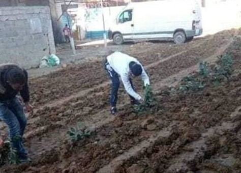 رئيس جماعة ميسور يهدد يجر فايسبوكيين للقضاء بسبب صورة زرع البطاطس
