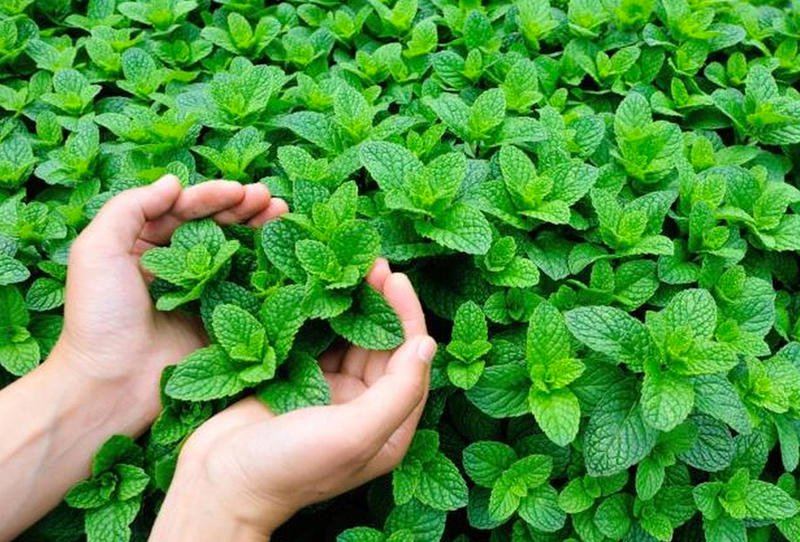 “أونسا” يحذر من استهلاك النعناع في هذه الأقاليم (وثائق)