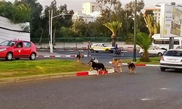 تقرير إخباري: في عز الصيف .. مدينة أكادير تحت رحمة الكلاب الضالة
