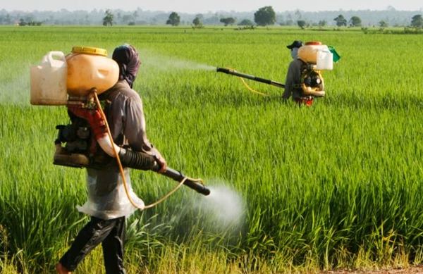 حجز كميات مهمة من المبيدات الفلاحية غير المرخص لها