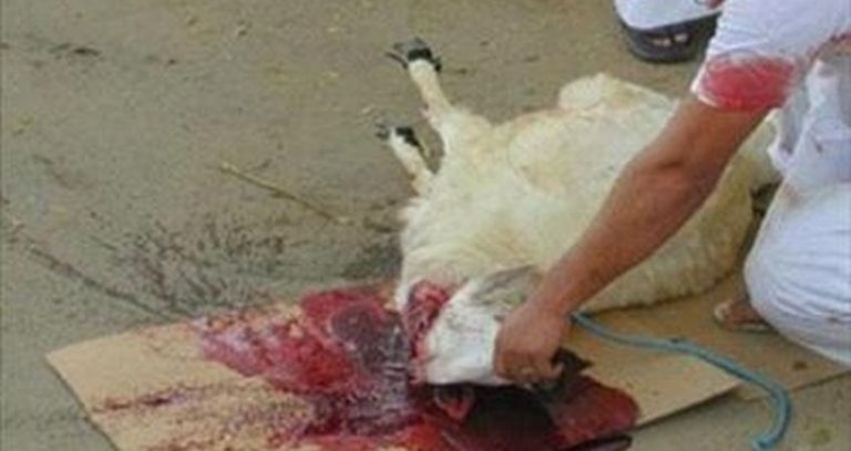علاج 34 من ضحايا ذبح الأضاحي بالبيضاء