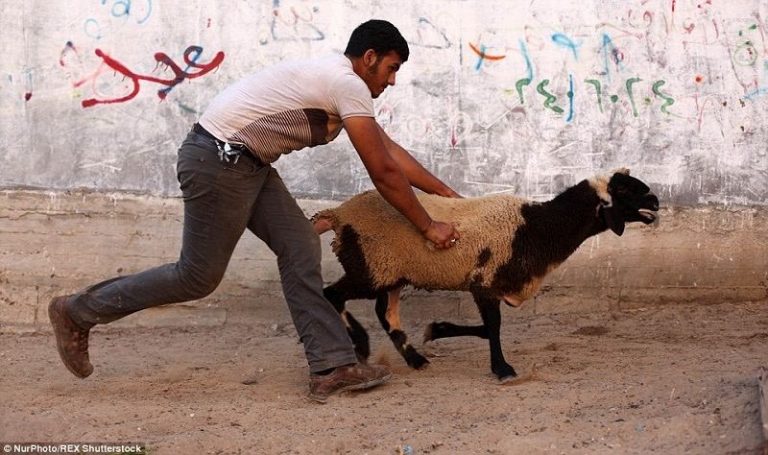 هيئات إسلامية تفتي بجواز تأجيل العيد بسبب الزحف إلى الأقصى