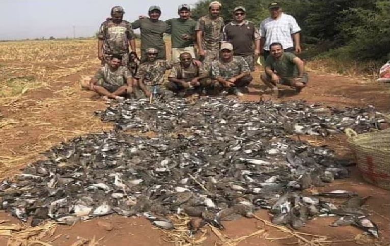 خلجيون يرتكبون “مجزرة” في مراكش بقنص 1490 طائرا في يوم واحد (فيديو)