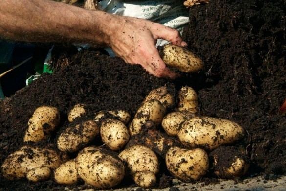 اكتشاف أطنان من البطاطس المسمومة وإحالة ملفات المعنيين على القضاء