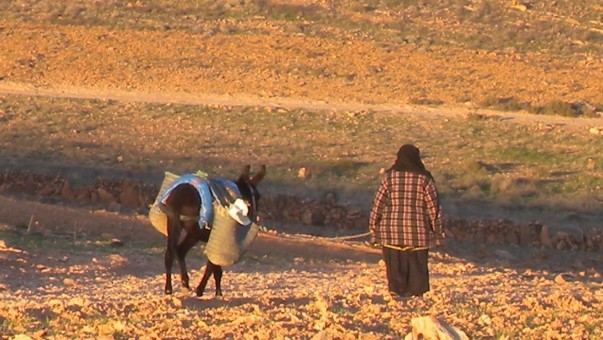 الحكومة تتخذ إجراءات هامة وعاجلة تُجاه المتضررين من الجفاف (وثيقة)
