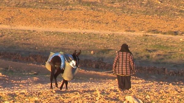 الجفاف يهدد محصول الحبوب ويخدم مصلحة أوكرانيا وفرنسا