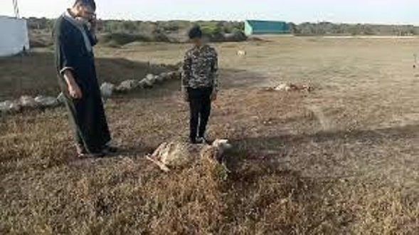 عاجل.. الحبس والغرامة للفرنسي قاتل أغنام طفل مغربي
