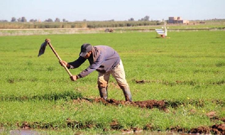 أخنوش: وزارة الفلاحة نجحت في امتحان كورونا