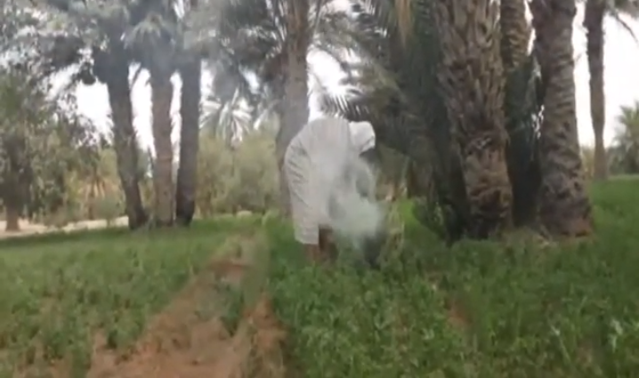 لْعنصرت..عندما “يُبخِّر” سكان الجنوب الشرقي للزرع والضرع بالحرمل (فيديو)