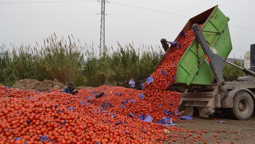 مزارعو ألميرية يهددون بإتلاف الطماطم المغربية بعد تراجع إنتاجهم