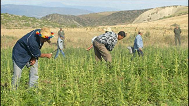 بدء سريان قانون استعمال الحشيش في المغرب