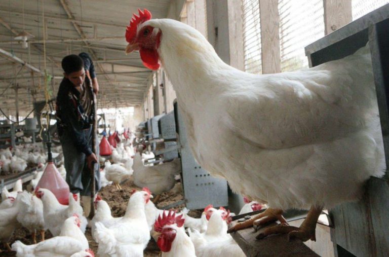 كورونا وتماطل الحكومة يُكبدان مربي دجاج اللحم خسارة بـ52 مليارا