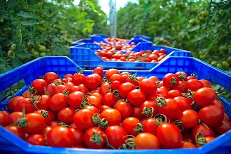 مشاريع فلاحية ضخمة بالصحراء المغربية ترعب المزارعين الإسبان