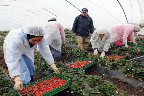 جمعيات إسبانية تضغط على حكومتها لوقف واردات المغرب من الخضروات والفواكه