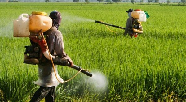الخراطي: مبيدات ممنوعة في أوروبا تُستعمل بكثرة في المغرب