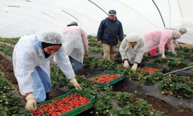 إسبانيا تبرئ مالك شركة متهم بالتحرش الجنسي بعاملات الفراولة المغربيات