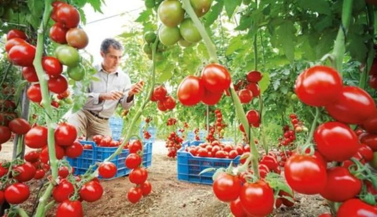 المغرب يُزيح إسبانيا كثاني مُورِّد للطّماطم نحو بريطانيا