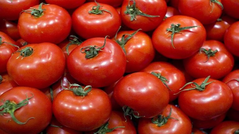 الطماطم المغربية تحدث “اضطرابا خطيرا” في السوق الإسبانية
