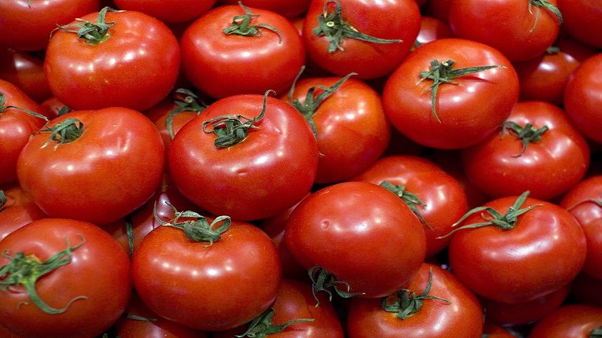 الطماطم المغربية تحدث “اضطرابا خطيرا” في السوق الإسبانية