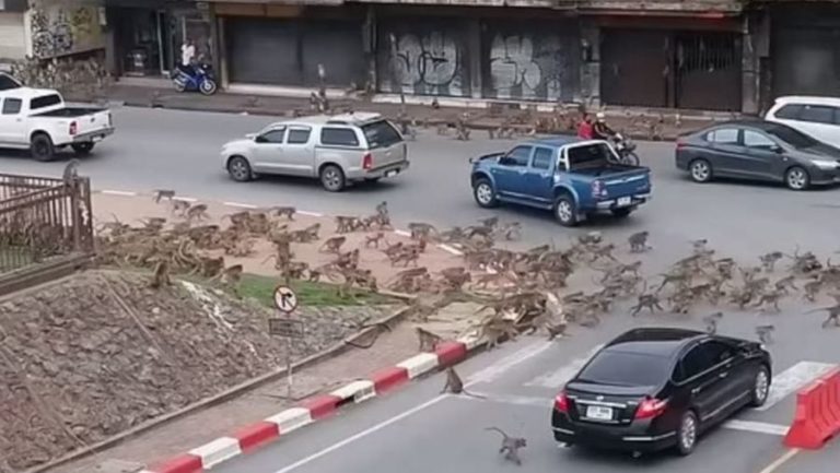 بالفيديو.. شجار بين قردة بالشارع بسبب كورونا