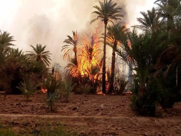 بالفيديو..حريق مهول يأتي على مئات أشجار النخيل بزاكورة