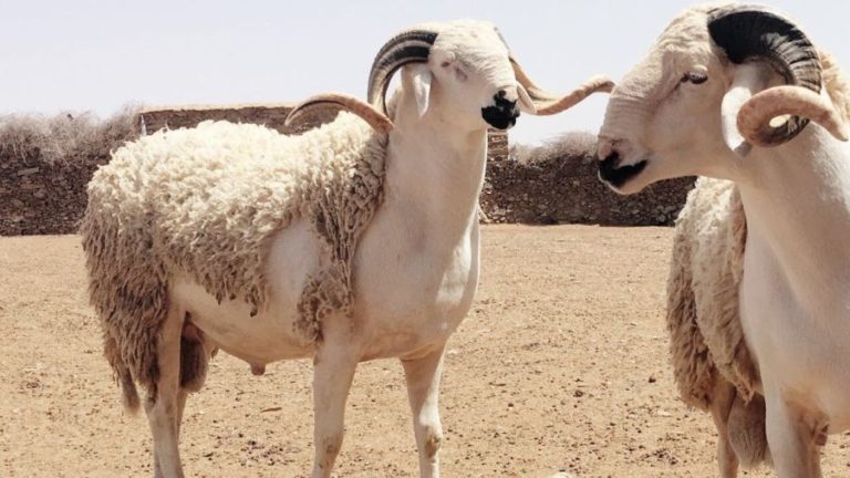 مربو الأغنام: مؤشرات إلغاء العيد منطقية