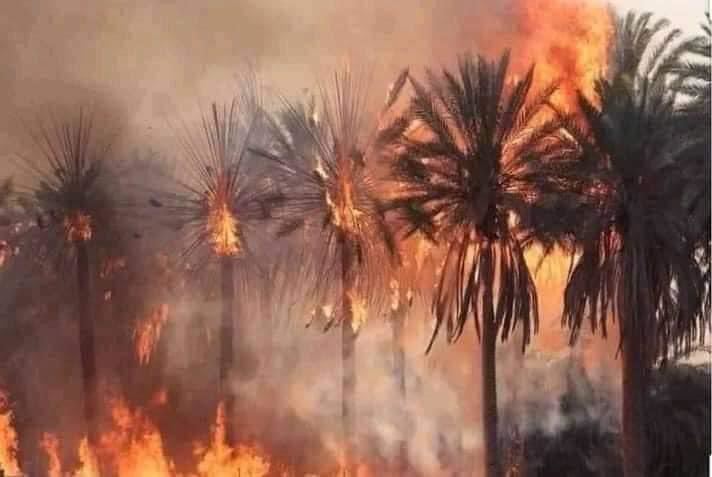 النيران تلتهم  واحات نخيل بزاكورة (صور+فيديو)