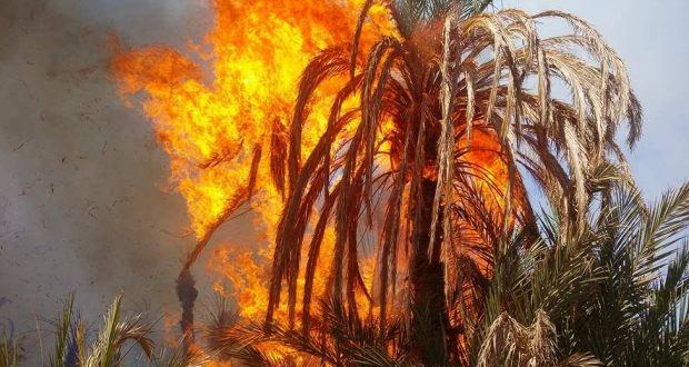 اندلاع حريق جديد يأتي على أزيد من 1000 نخلة بإقليم الراشدية (فيديو)