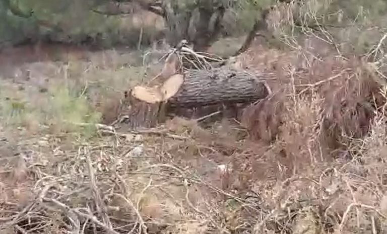 طنجة.. جريمة بيئية تستنفر نشطاء (فيديو)