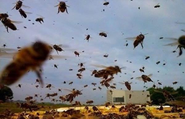 أونسا يكشف أسباب اختفاء النحل من المناحل ببعض المناطق