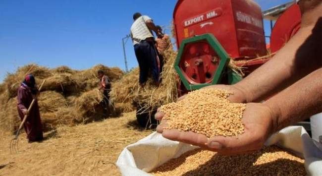 أثْمنة القمح تبلغُ مستوىً قياسيا بالمغرب (فيديو)