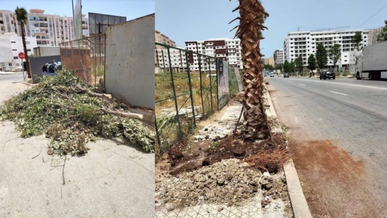 اقتلاعُ أشـجار لـزرع نخيل يُغْضب طنجاويين (صور)