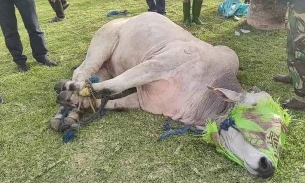 حُــماة الحيوان يُدينون طريقة التعــامل مع جواميس الرباط