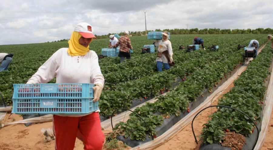 نقــابة للعُمال الزراعيين تنتفضُ ضد “تملص الحُــكومة من التزاماتها”