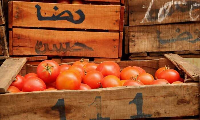 الطماطم المغربية تنتصر على أوروبا (صحيفة إسبانية)