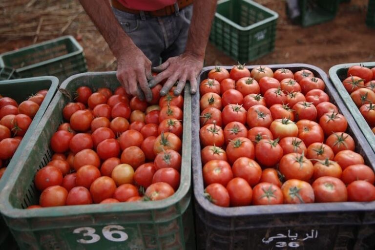 المغرب يزعزع استقرار الطماطم الإسبانية