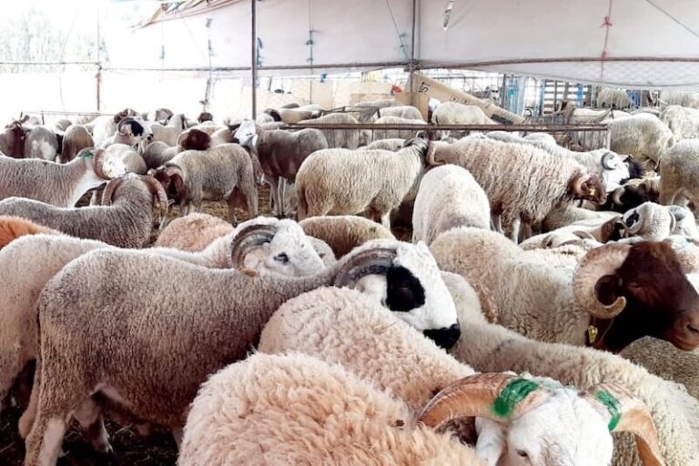 “البيجيدي” يرفض منح الحكومة دعما مباشرا لاستيراد أضاحي العيد