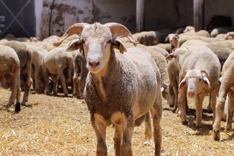 هل تُنقذ الأكباش الأوروبية المغاربة من شناقة العيد؟.. بنقدور يجيب