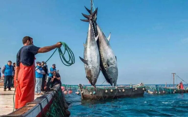 ما مصير اتفاقية الصيد البحري بين المغرب والاتحاد الأوربي بعد صعود اليمين المتطرف؟